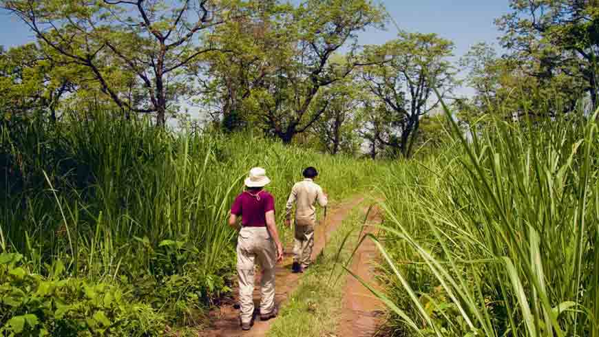 Jungle Walk Safari