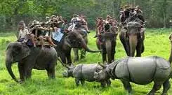 Jungle Safari in Nepal