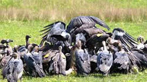 Vulture feeding during the Amaltari Village Homestay Tour featuring endangered vulture conservation, community-based ecotourism, and wildlife experiences near Chitwan National Park, Nepal.